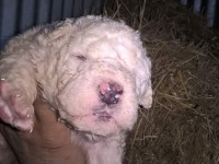 mastino abruzzese cucciolo